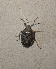 Rhaphigaster nebulosa