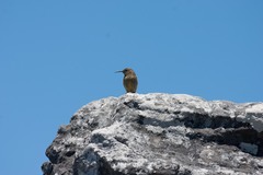 Anthobaphes violacea