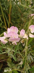 Lathyrus latifolius