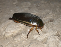 Cybister lateralimarginalis