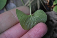 Viola palustris