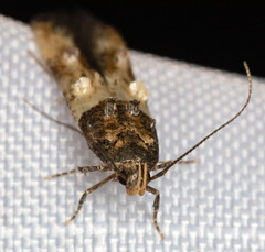 Walshia miscecolorella