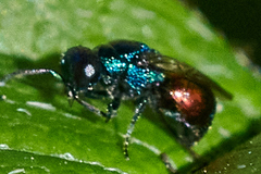 Pseudomalus auratus