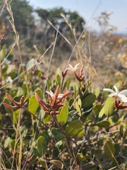 Ancylobothrys capensis