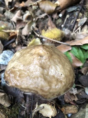 Suillus viscidus