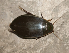 Cybister lateralimarginalis