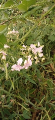 Lathyrus latifolius