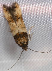 Walshia miscecolorella