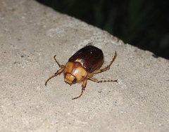 Rhizotrogus aestivus