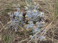 Eryngium maritimum