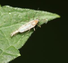 Chaoborus punctipennis