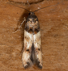Walshia miscecolorella