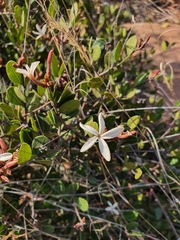 Ancylobothrys capensis