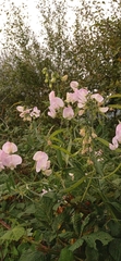 Lathyrus latifolius