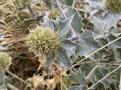 Eryngium maritimum