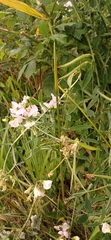 Lathyrus latifolius