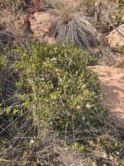 Ancylobothrys capensis