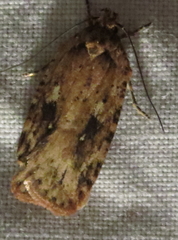 Agonopterix pulvipennella