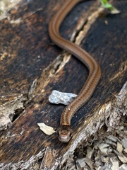 Storeria occipitomaculata