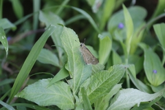 Borbo cinnara