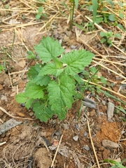 Nepeta cataria