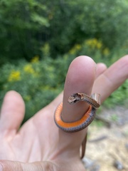 Storeria occipitomaculata