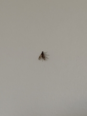 Clogmia albipunctata