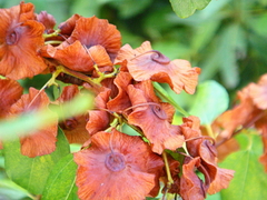 Paliurus spina-christi