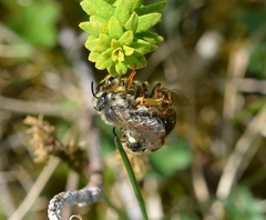 Andrena chrysosceles