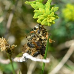 Andrena chrysosceles