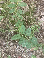 Chamaecrista nictitans