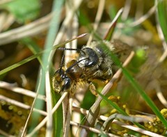 Andrena chrysosceles