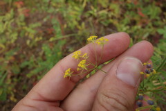 Bupleurum