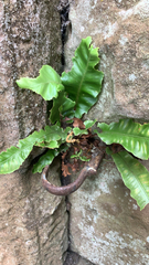 Asplenium scolopendrium