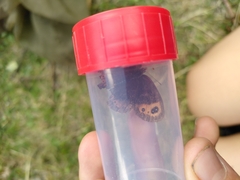 Erebia