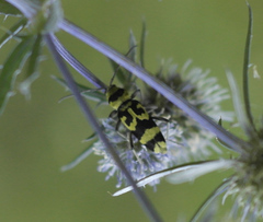 Chlorophorus varius