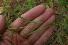 Bupleurum