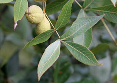 Carya floridana