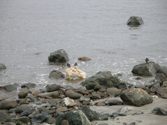 Arenaria melanocephala