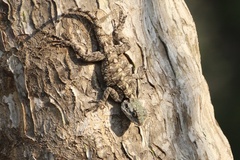 Acanthocercus atricollis