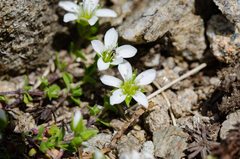 Arenaria ciliata multicaulis