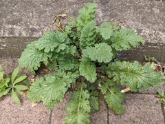 Jacobaea