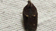 Acleris bowmanana