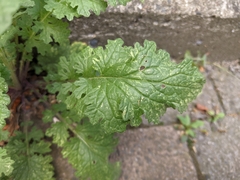 Jacobaea