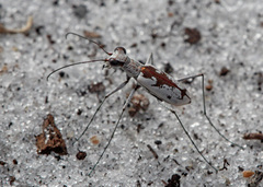 Ellipsoptera hirtilabris