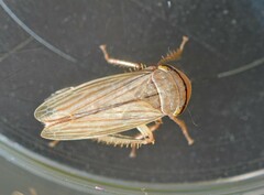 Athysanus argentarius