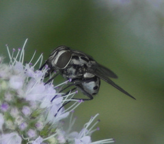 Graphomya maculata