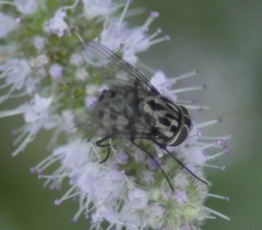 Graphomya maculata