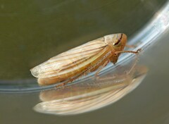 Athysanus argentarius