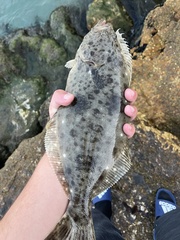 Paralichthys californicus
